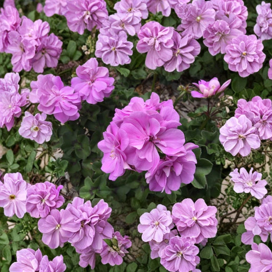 Ivy Geranium Double Bright Pink Cuttings – Pelargonium peltatum Live Plant Unrooted 8-Pack, Hanging Basket Friendly, Easy to Grow