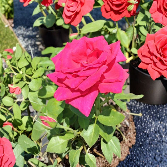Hybrid Tea Rose Plant – Deep Pink Blooms, 5 Gallon Live Bush, Landscape Rose, Rosa Hybrid