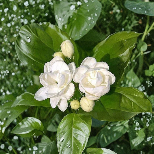 Jasmine Seeds – Jasminum spp. Flowering Plant with Fragrant White Flowers, Indoor & Outdoor Garden, 25 Seeds