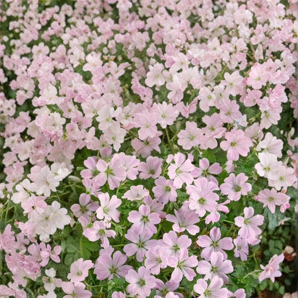 Dreamland Geranium Seeds – 25+ Premium Flower Seeds for Vibrant Garden Blooms, Patio & Container Gardening, Easy to Grow Pelargonium | Scientific Name: Pelargonium spp.