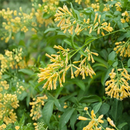 Night Blooming Jasmine Live Plant – Fragrant Flowering Shrub, Cestrum nocturnum, 25–30 Inches Tall for Garden & Patio