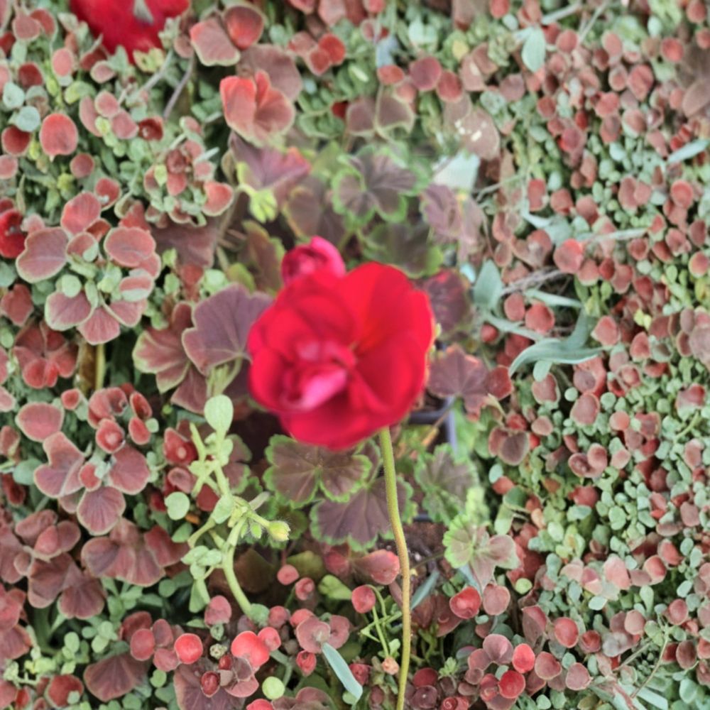 Geranium Brocade Cherry Night Live Plug Plant 2 Inch Pot Cherry Red Blooms Dark Foliage Patio Planter Easy to Grow