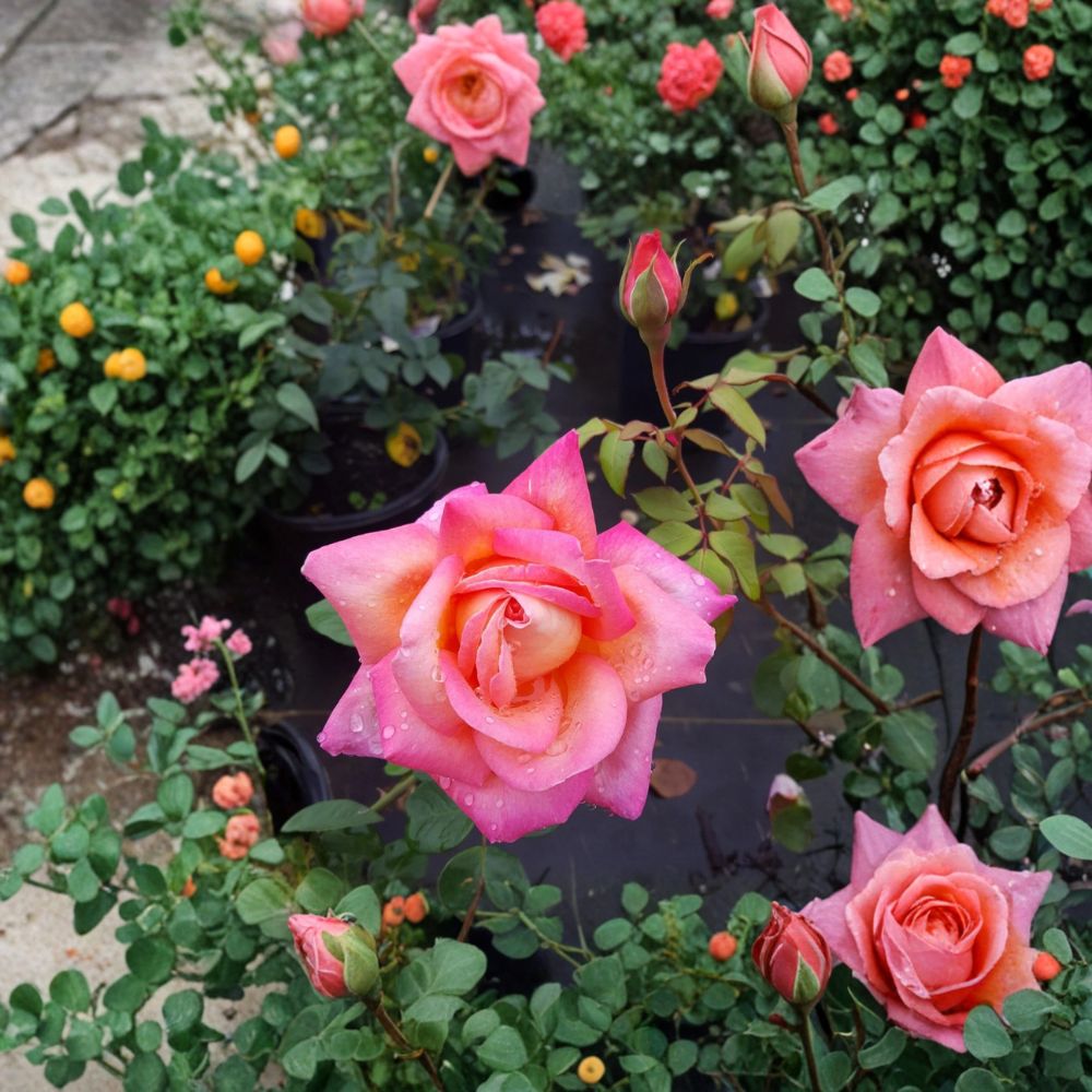 Broadway Hybrid Tea Rose – Rosa Bush Plant | 3 Gallon | Golden Yellow Pink Blooms | Garden Landscape Favorite