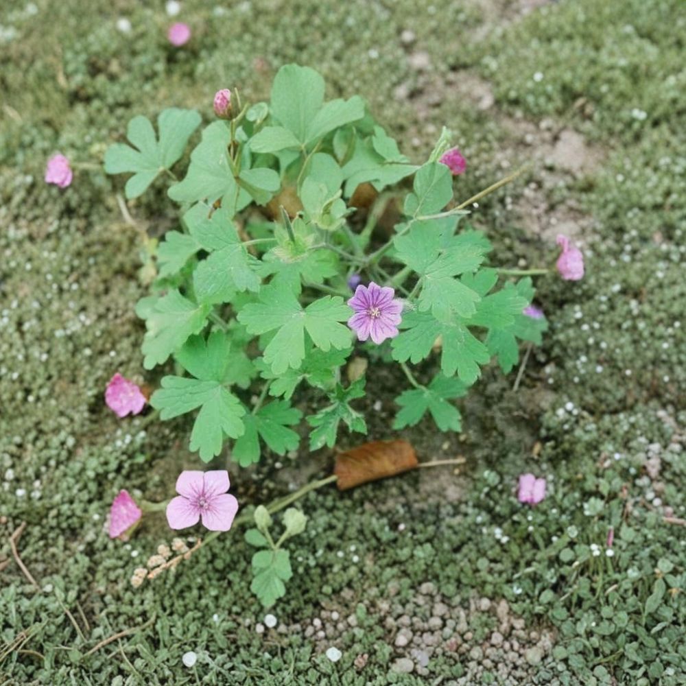 Geranium bohemicum Seeds – Violet Blue Cranesbill Flower Seeds for Pollinator Gardens, Hardy Annual, Ornamental Plant