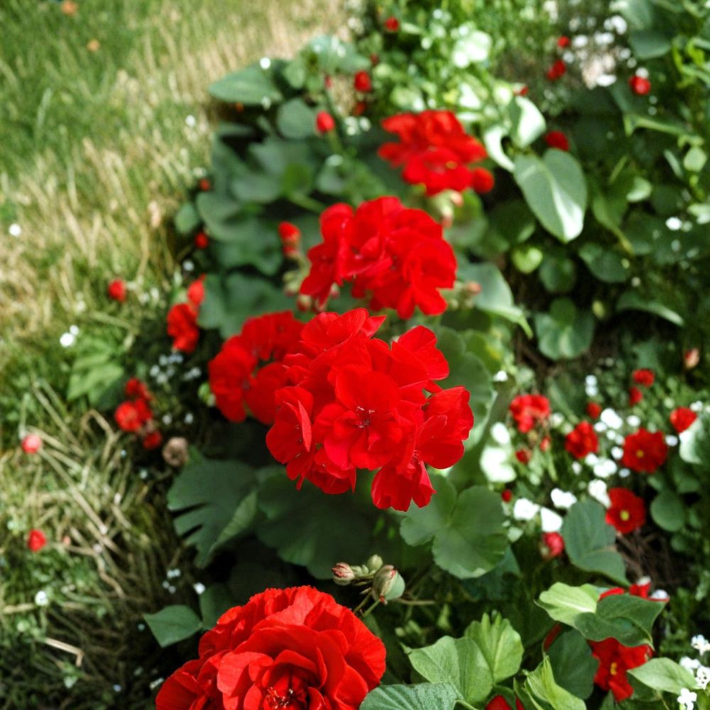 Red Geranium Cuttings – 20 Fresh Pelargonium Plant Cuttings for Garden & Patio | Easy to Root & Grow