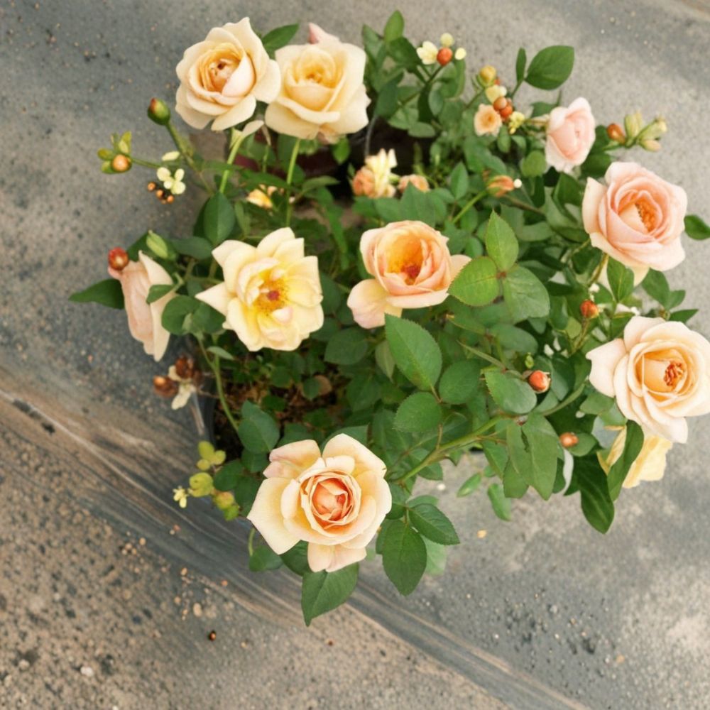 Southern Peach Apricot Rose – Yellow Miniature Bush Plant | Peach Apricot Blooms | Easy to Grow Garden Rose | Rosa hybrid