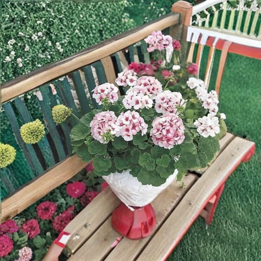 Maverick Star Geranium Seeds – 100 Pelargonium Flower Seeds – Blush Pink Zonal Geranium Mix for Garden Beds & Containers