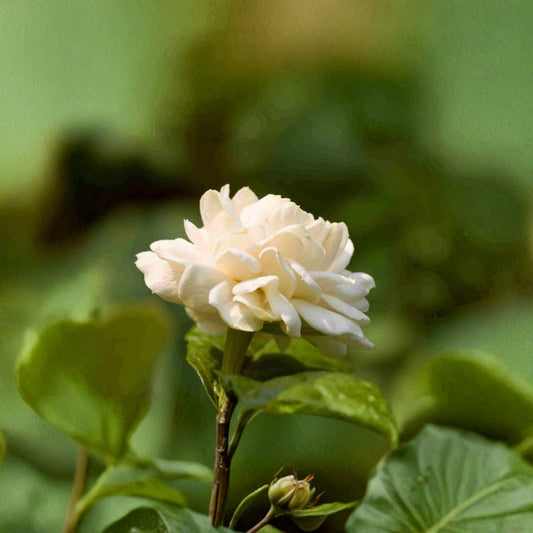 Little Duke Jasmine Plant – Jasminum sambac, 8-12 Inch Live Pot, Fragrant Double Bloom Arabian Jasmine, Cold Tolerant Houseplant