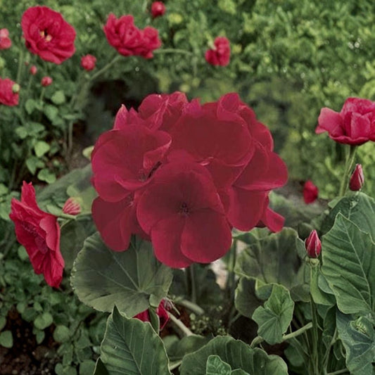 Maverick Series Red Geranium Seeds – 10 Premium Zonal Geranium Flower Seeds for Patio & Container Gardening, Easy to Grow, Deep Red Color