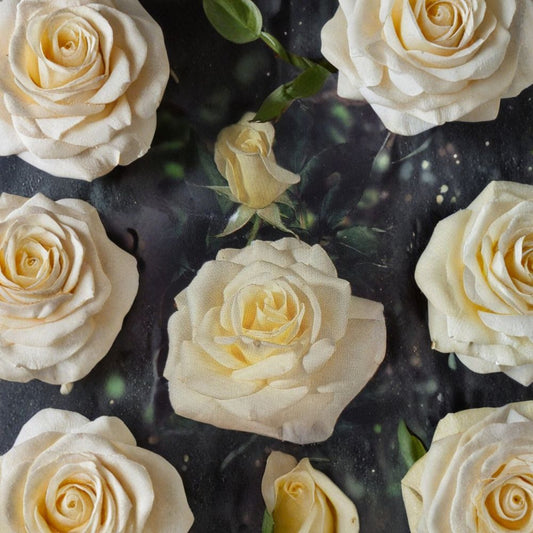 John F. Kennedy Rose – White Hybrid Tea Bush Plant | 5 Gallon Garden Rose Shrub | Elegant Fragrant White Blooms