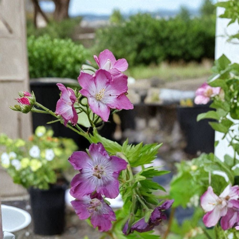 Mottisfont Rose Geranium Seeds – Pelargonium Flower Seeds for Garden, Patio & Container, Vibrant Blooms, Easy to Grow, 25+ Seeds