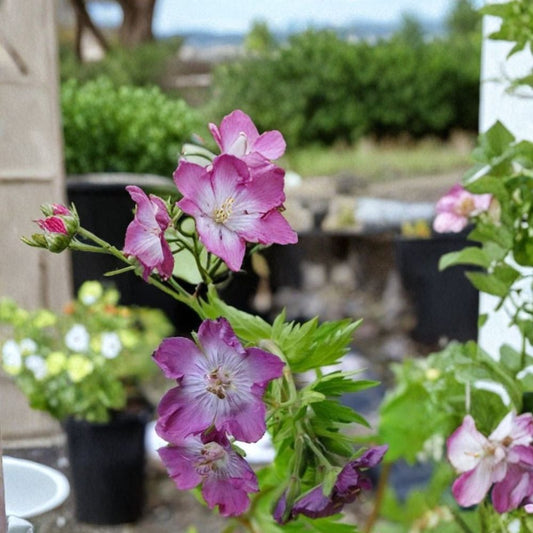 Mottisfont Rose Geranium Seeds – Pelargonium Flower Seeds for Garden, Patio & Container, Vibrant Blooms, Easy to Grow, 25+ Seeds