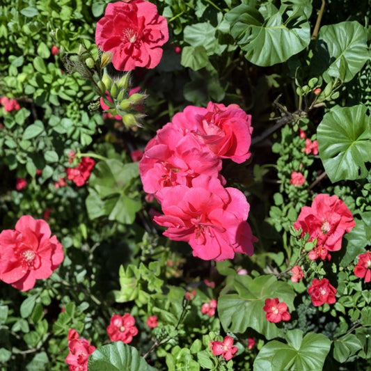 Mixed Ivy Geranium Cuttings – 8 Pelargonium Trailing Plant Clippings for Rooting, Assorted Colors, Indoor & Garden Gardening Supplies