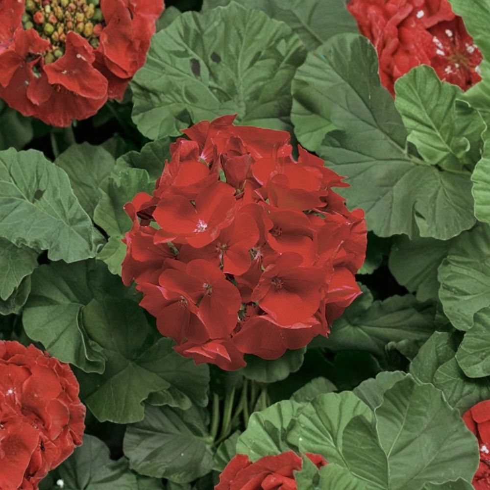 Ringo Deep Scarlet Geranium Seeds – 15 Premium Zonal Flower Seeds for Patio & Window Box Gardening