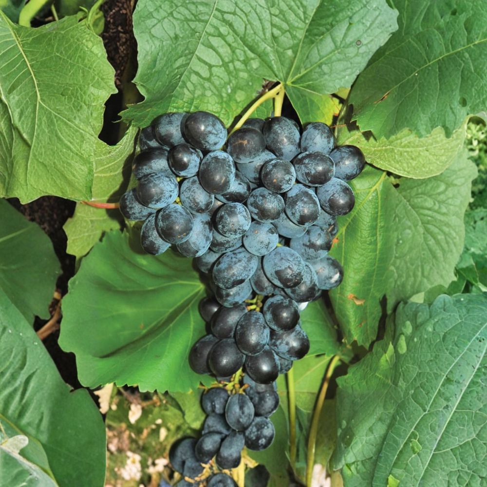 Faith Seedless Grape Cuttings 5 Pack | Vitis Hybrid White Table Grape | Early Sweet Seedless Vine for Home Garden