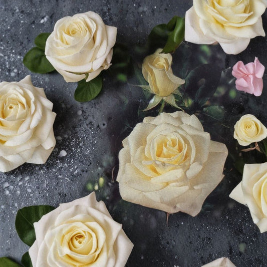 John F. Kennedy White Rose – Rosa Hybrid Tea Live Plant, 5 Gallon Bush, Elegant White Blooms, Fragrant Garden Rose, Landscape Favorite