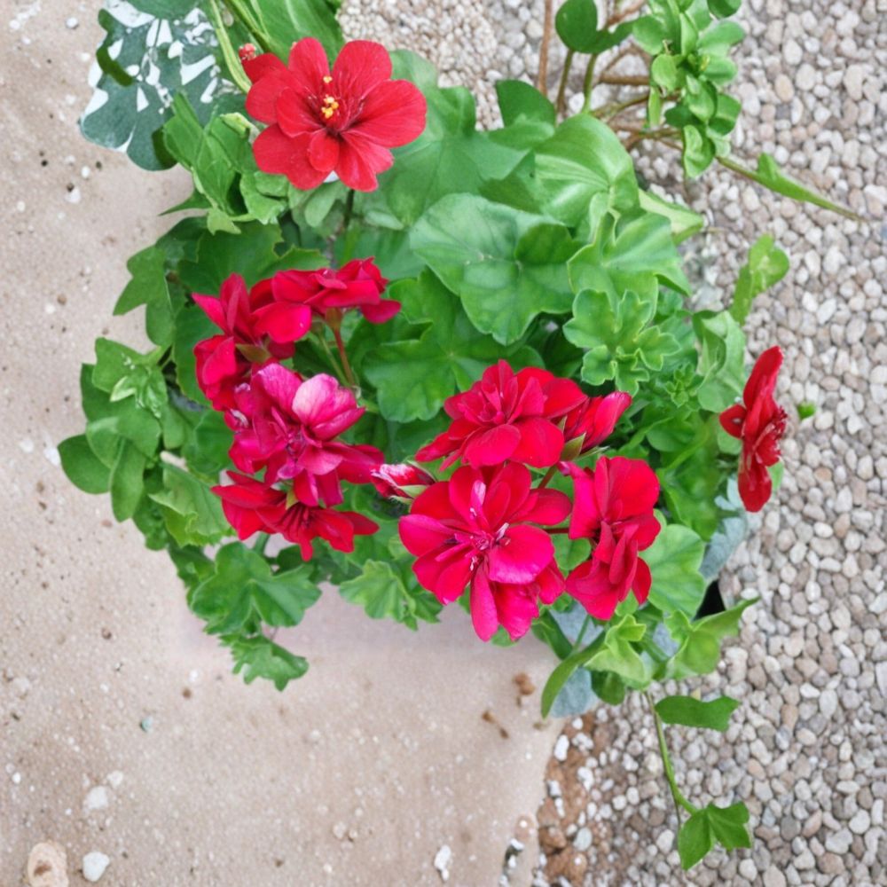 Rose Red Citronella Ivy Geranium Cuttings – 3 Live Pelargonium Plant Starters, Fragrant Ivy Geranium, Patio & Hanging Basket Friendly