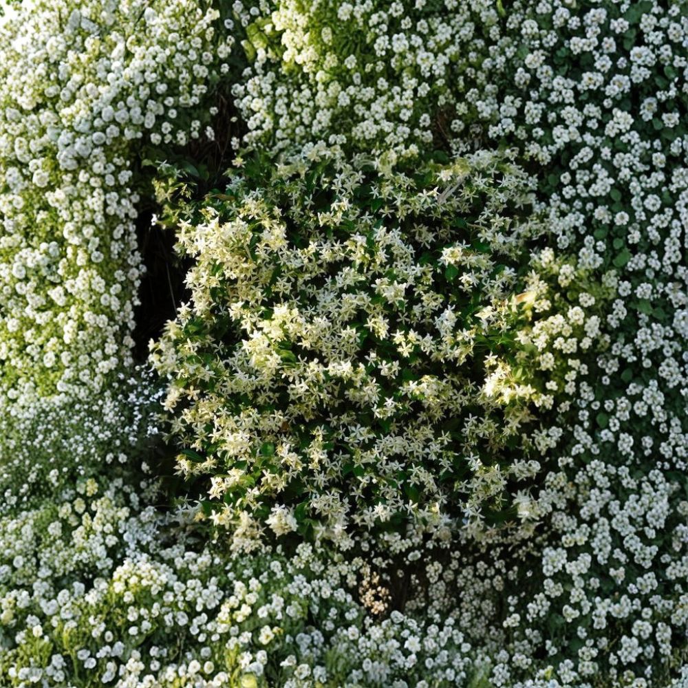 Cold Hardy Star Jasmine Plant – Trachelospermum jasminoides ‘Madison’ Live Vine Starter 4–8 Inches, Fragrant Confederate Jasmine, Zone 7 Hardy