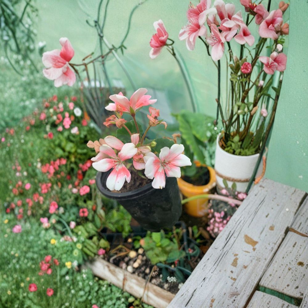 Savannah Light Salmon Geranium Live Plant | Pelargonium Zonale | Soft Salmon Blooms | Patio & Garden Friendly | Easy to Grow