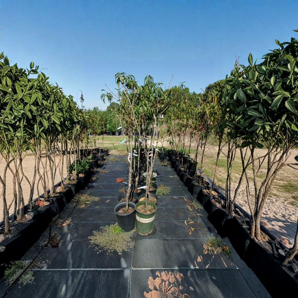J.H. Hale Peach Tree – Prunus persica Live Fruit Tree – Sweet Juicy Freestone Peaches – Easy to Grow – Mid-Season Harvest