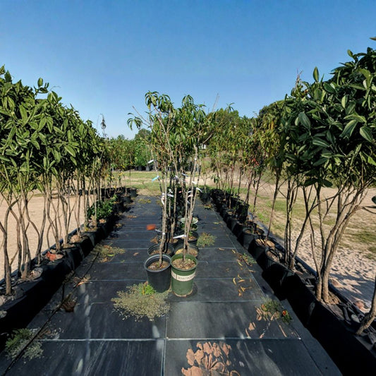 J.H. Hale Peach Tree – Prunus persica Live Fruit Tree – Sweet Juicy Freestone Peaches – Easy to Grow – Mid-Season Harvest