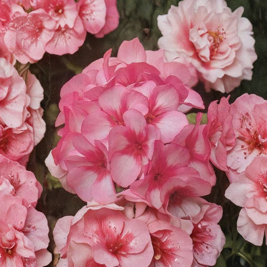 Mavericks Bicolor Geranium Seeds – 8 Pelargonium Seeds for Pink & White Summer Blooms, Annual Garden Flowers