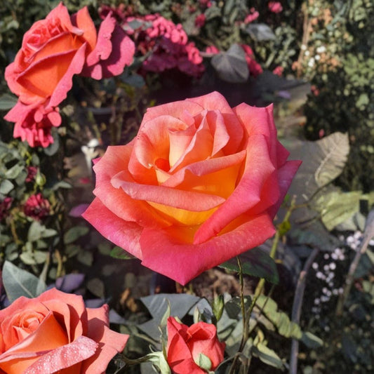 Mikado Hybrid Tea Rose – Scarlet Yellow Live Bush Plant – Bicolor Garden Rose – Large Elegant Blooms – Easy to Grow Rose Plant