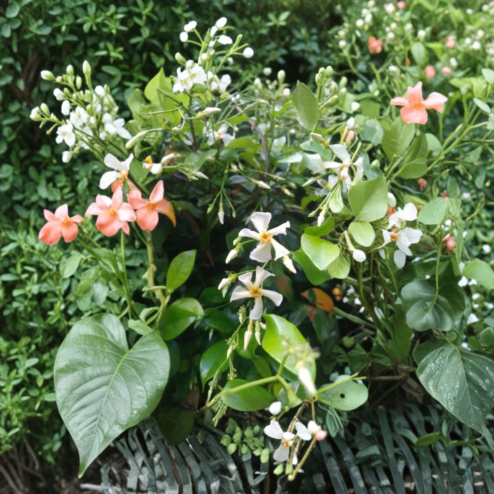 Asian Star Jasmine Live Plants – 15 Rooted Vines, Fragrant Groundcover & Climber, Trachelospermum asiaticum, 12+ Inches