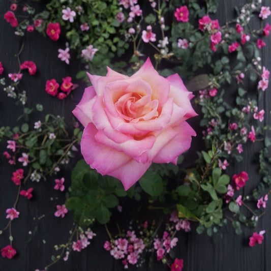 Kordes Perfecta Rose – Hybrid Tea Live Bush Plant, Everblooming Bi-Color Flowers, 5 Gallon Garden & Landscape Favorite
