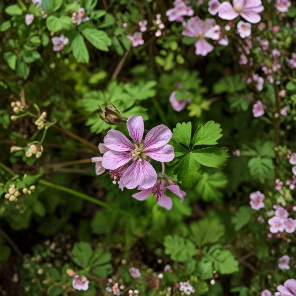 Wild Geranium Roots – Geranium maculatum – 5 Bare Roots – Purple Woodland Flowers – Shade Garden Favorite – Easy to Grow