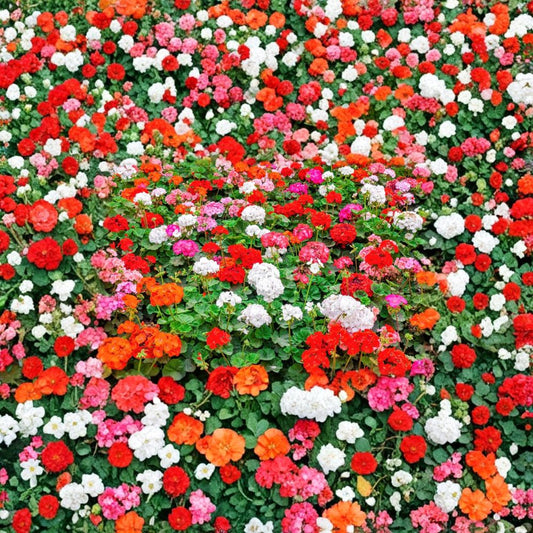 Mixed Color Geranium Seeds – 10 Pelargonium zonale Flower Seeds for Patio & Garden, Pink, Purple, Red, Salmon Blooms