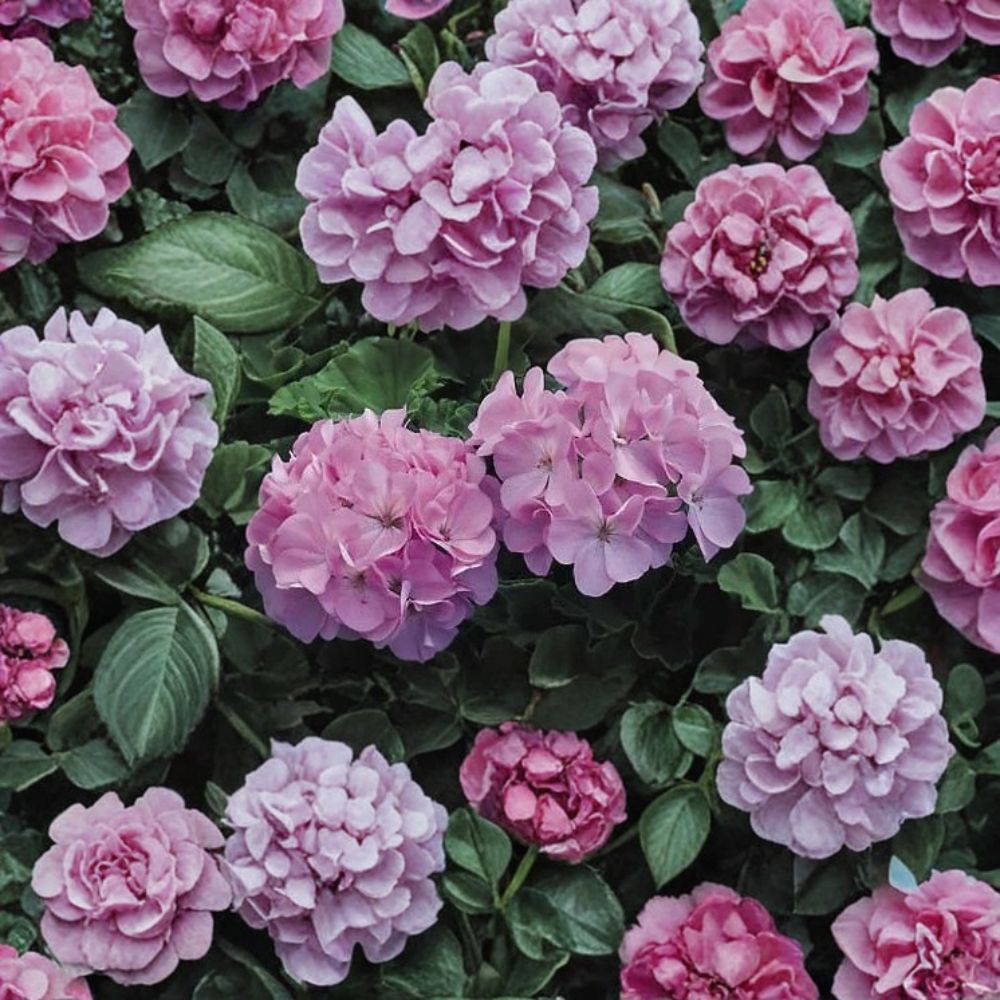 Geranium Seeds – Maverick Quicksilver Pelargonium – Silvery Lavender Garden Flowers – 100 Seeds