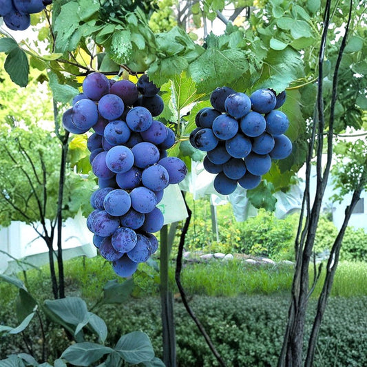 Kyoho Grape Plant – Vitis vinifera Live Vine | Japanese Giant Grape | Sweet Purple Fruit Vine | Backyard Vineyard Plant