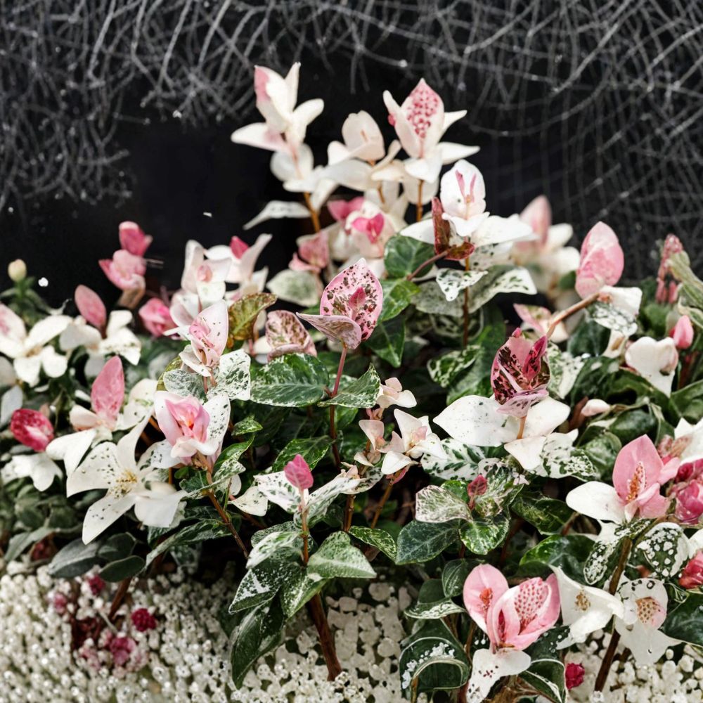 Snow-N-Summer Jasmine Seeds – Trachelospermum asiaticum Variegated Hardy Vine, Fragrant White Flowers, Indoor Outdoor Garden Plant 5 Pack