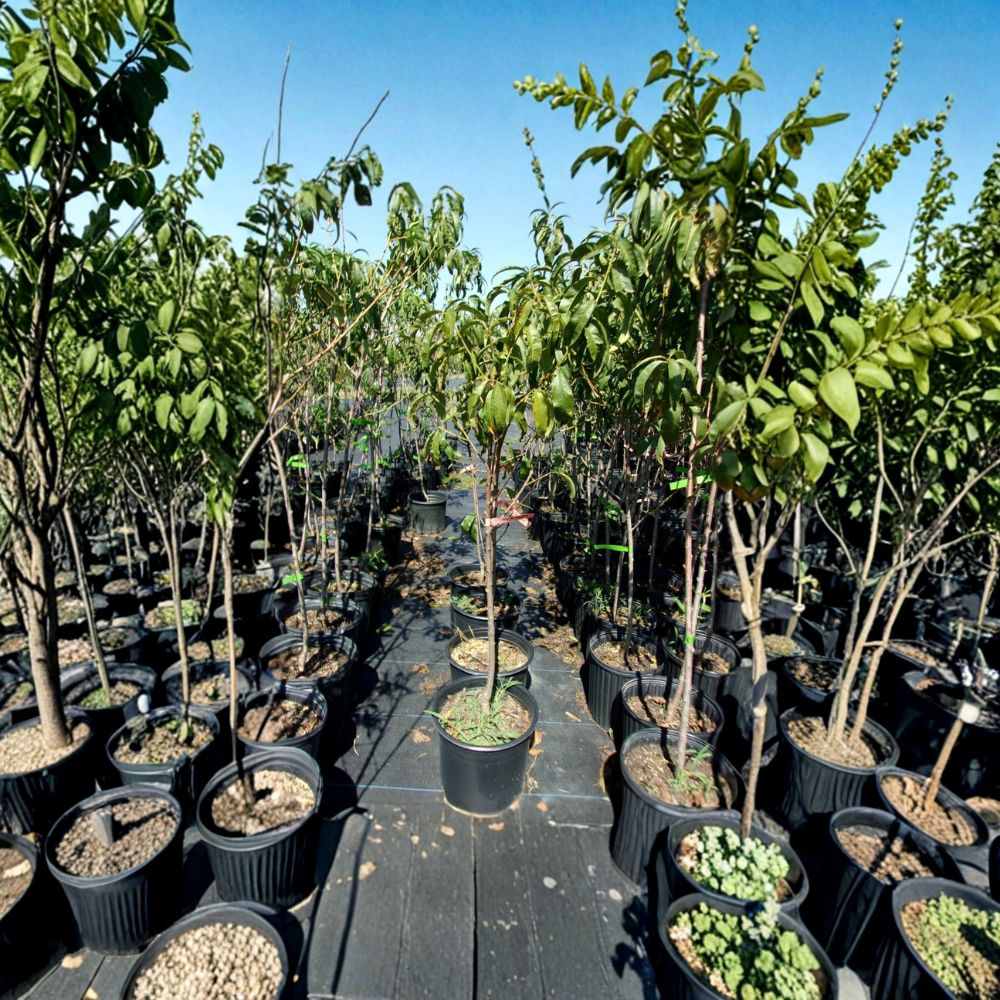 August Lady Peach Tree – Live Fruit Tree, 4–6 Feet, Self-Pollinating, Sweet Juicy Freestone Peaches, Orchard Tree, Easy to Grow