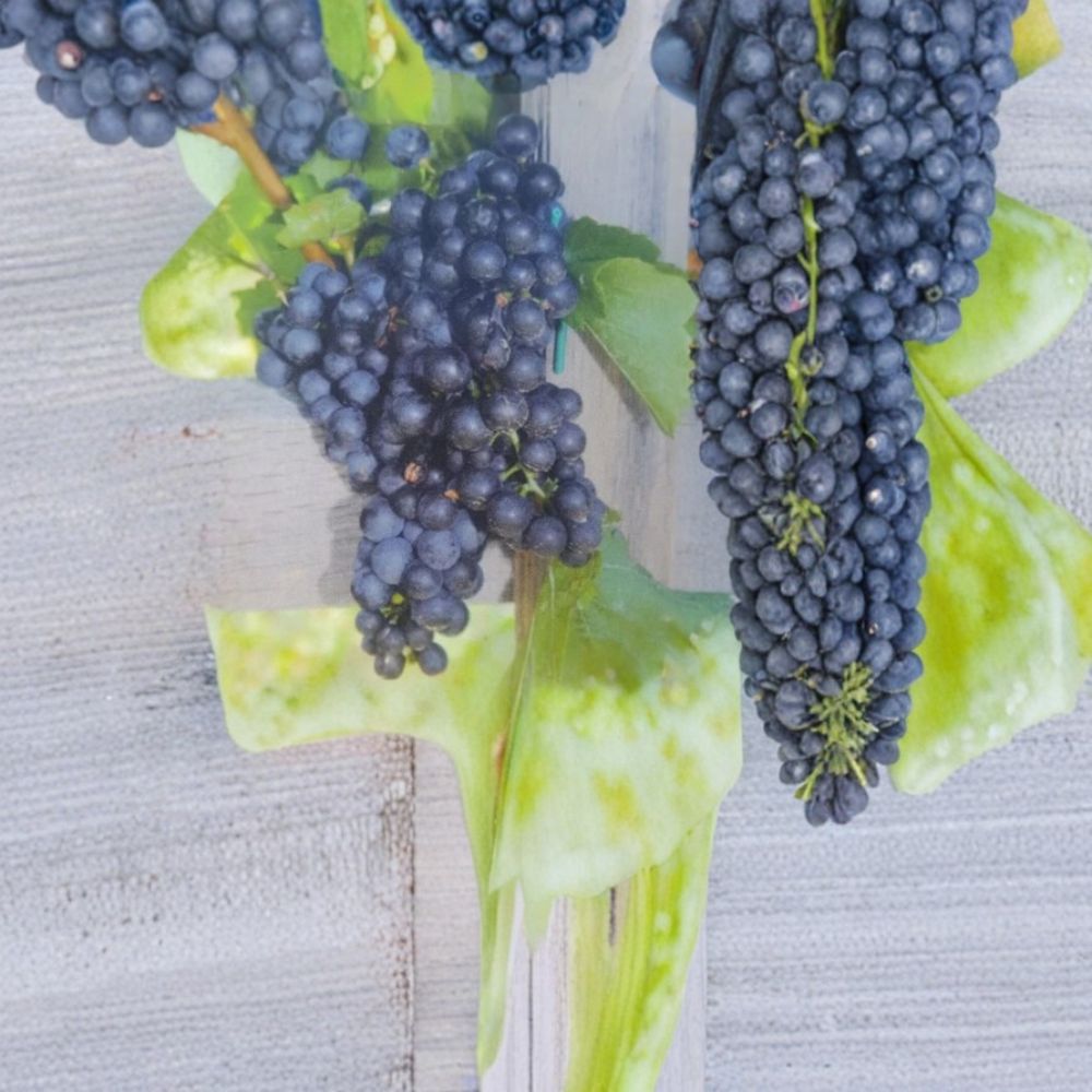 Mars Seedless Grape Vine – Live Fruit Plant, 1 Gallon, Sweet Seedless Grapes, Home Vineyard, Easy to Grow