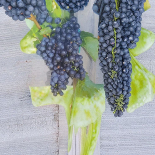 Mars Seedless Grape Vine – Live Fruit Plant, 1 Gallon, Sweet Seedless Grapes, Home Vineyard, Easy to Grow