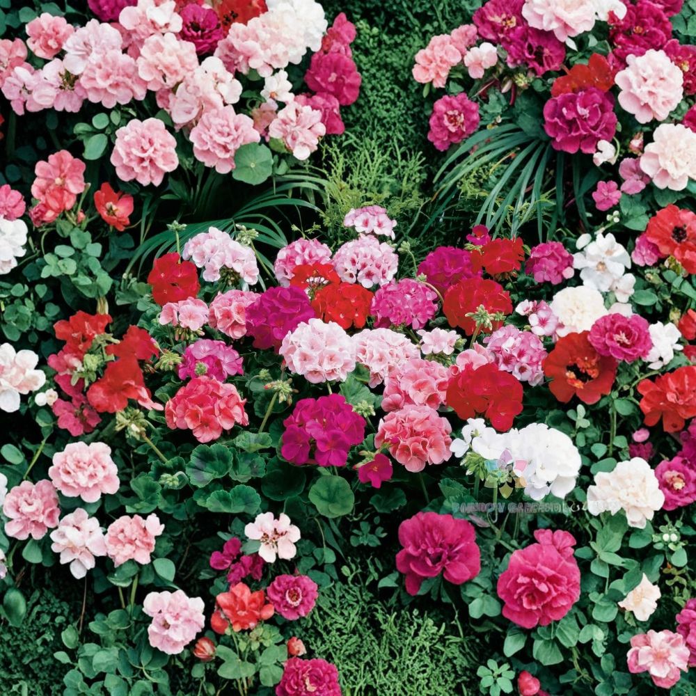 Maverick Mix Geranium Seeds – 25+ Premium Flower Seeds for Containers & Hanging Baskets, Colorful Garden Blooms, Easy to Grow