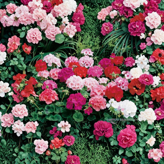 Maverick Mix Geranium Seeds – 25+ Premium Flower Seeds for Containers & Hanging Baskets, Colorful Garden Blooms, Easy to Grow
