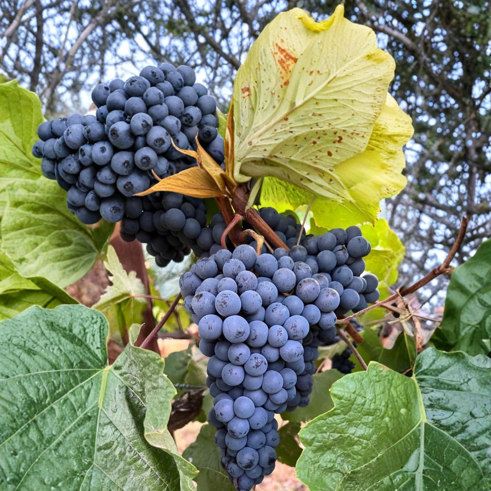 Thomcord Seedless Grape Plant – Vitis vinifera Live Vine | Blue Black Table Grapes | Concord Flavor Hybrid | Backyard Vineyard Plant