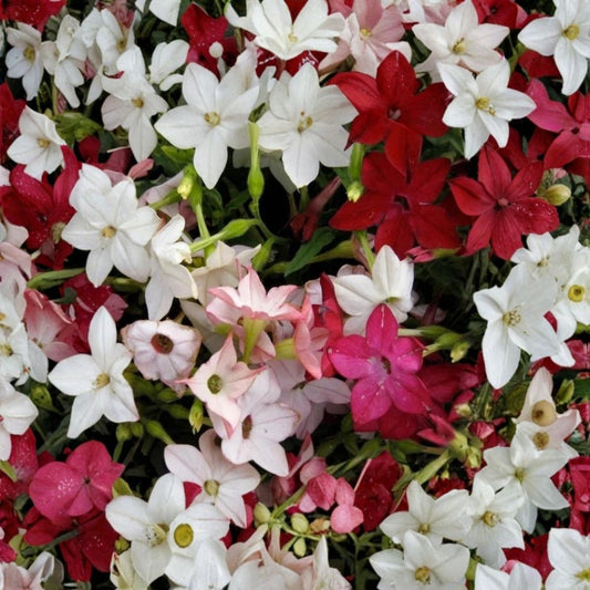 Nicotiana Sensation Mix Seeds – 1000 Pack | Fragrant Night Scented Flowers | Mixed Colors | Non-GMO Flower Seeds