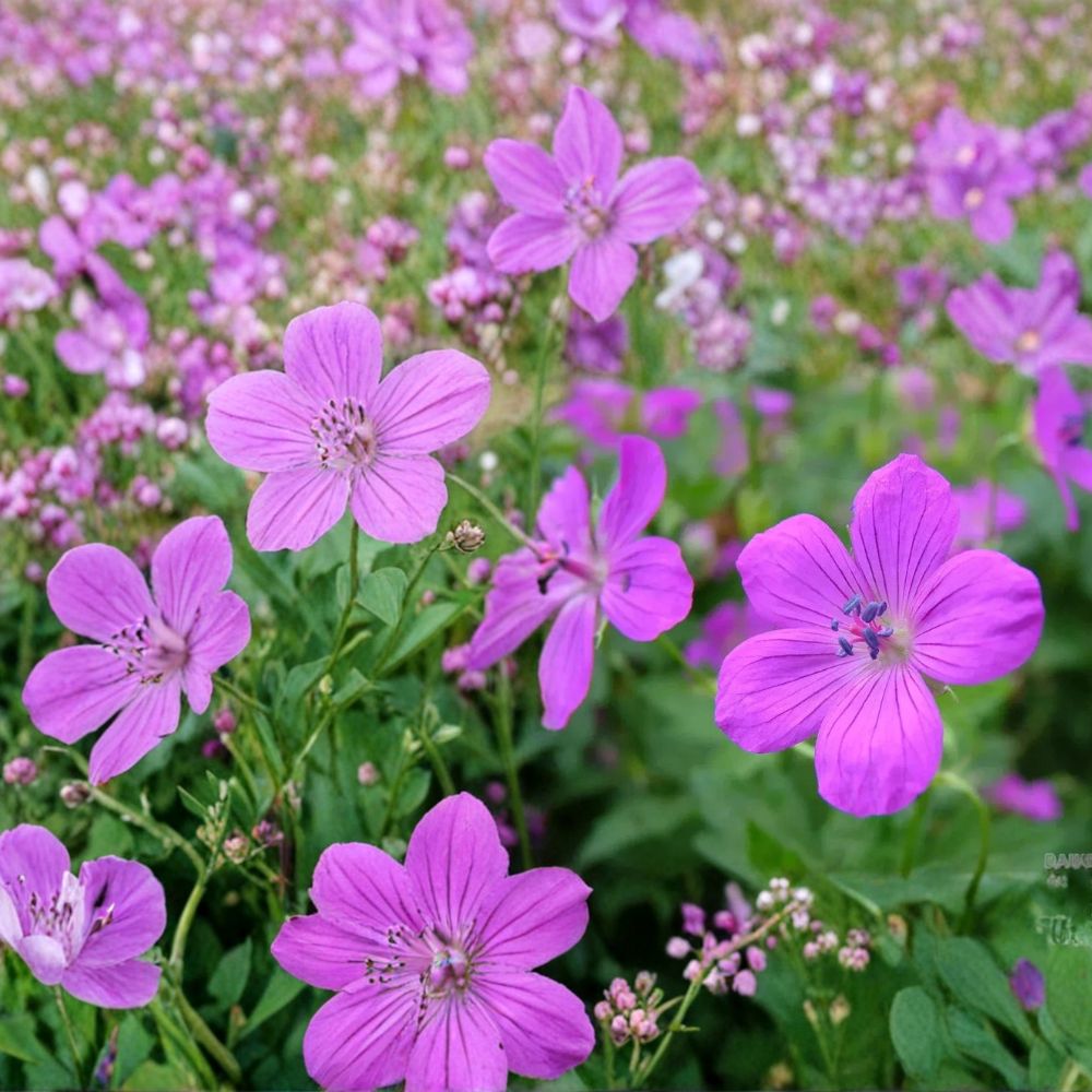 Danny Boy Geranium Seeds – 25+ Pelargonium Flower Seeds for Garden & Patio Bright Blooms, Vibrant Foliage, Easy to Grow