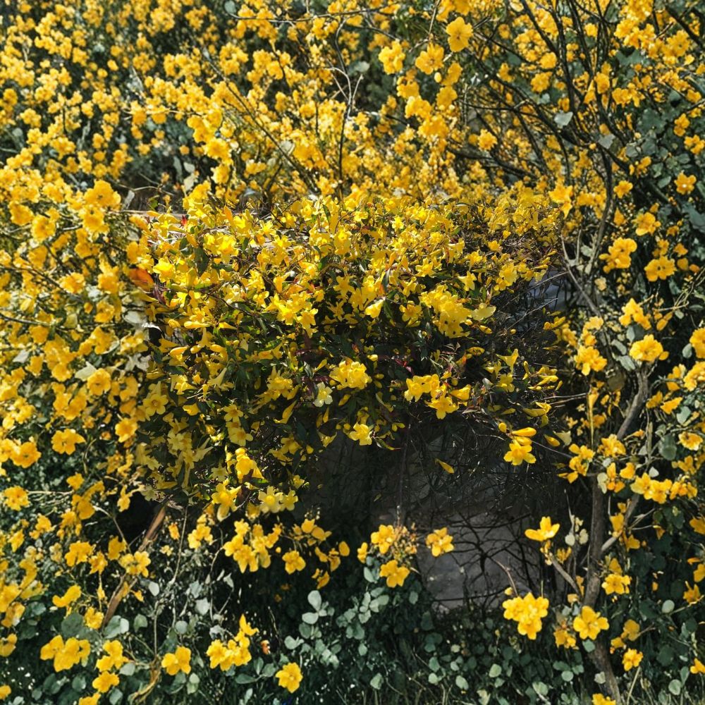 Carolina Yellow Jasmine Vines – 8-10 Inch Gelsemium sempervirens Live Starter Plants, Climbing Flowering Vines, Garden Ready Set of 15
