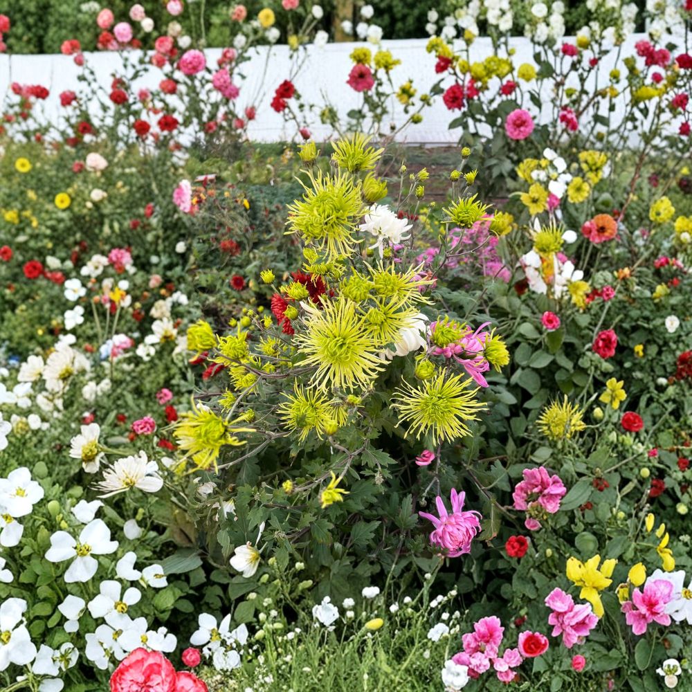 Green Chrysanthemum Plant – Potted Perennial with 5-Inch Bloom, Fall Flowering Mum, Unique Green Garden Flower
