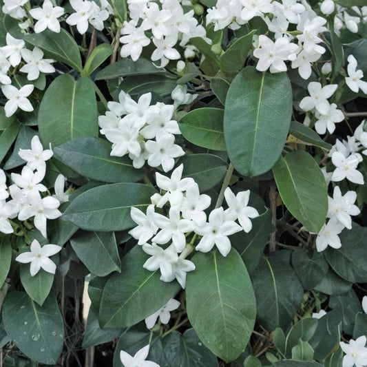 Madagascar Jasmine Plant – Stephanotis floribunda Live Starter in Pot | Fragrant Wax Flower Vine | Indoor Tropical Plant