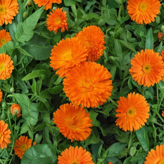 Orange King Calendula Seeds – Calendula officinalis Heirloom Organic Non-GMO Seeds for Medicinal and Ornamental Gardens, Bright Orange Flowers