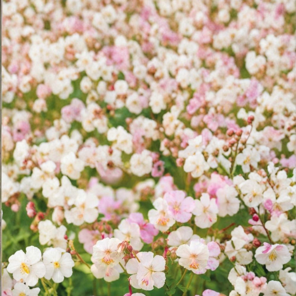St. Ola Geranium Seeds – 25+ Premium Flower Seeds for Gardens, Patios & Containers, Hardy, Easy to Grow Pelargonium x hortorum