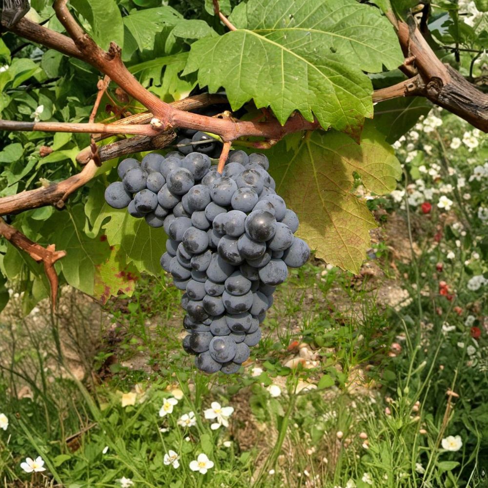 Carmine Wine Grape Vine – Live Potted Red Wine Grape Plant | Cold Hardy Vitis vinifera for Home Vineyard & Garden