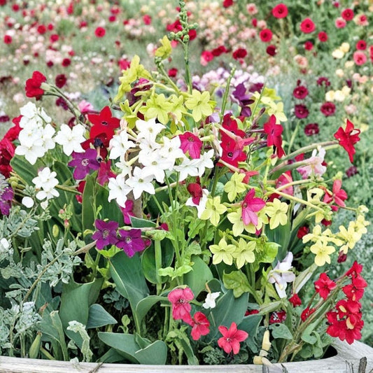 Nicotiana Alata Seeds – Jasmine Tobacco Night-Blooming Fragrant Flowers Mix, 5,000+ Seeds, Bulk Flower Seeds