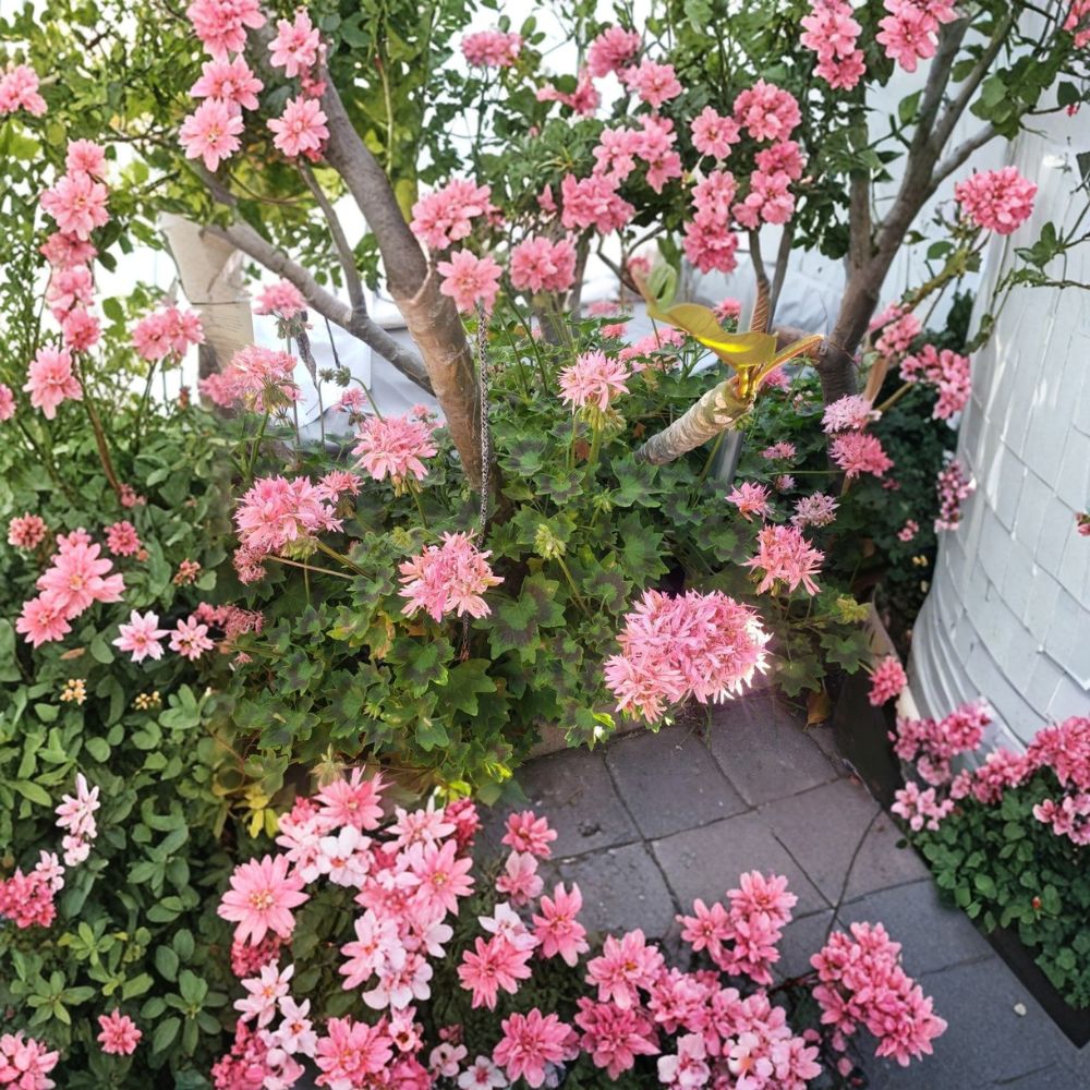 Rare Pink Flowering Geranium Live Plant – Hardy Pelargonium for Outdoor Gardens, Fast Growing Blooming Plant